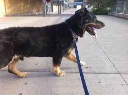 It's also free to list your available puppies and litters on our site. Corgi Rottweiler Mix Puppies Petsidi