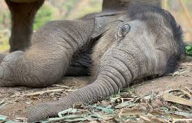 4k and hd video ready for any nle immediately. Warmest Congratulations On The Birth Of A Beautiful Baby Elephant At Karen Elephant Serenity Project Elephant Nature Park