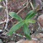 Image result for Coleotrype natalensis