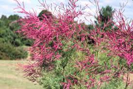 Thrives in sandy, alkaline soil. Summer Glow Tamarisk Tamarix Ramosissima This Small Tree Is Filled With Green Feathery Foliage In Late Summer And Early Au Plants Tamarix Ramosissima Shrubs