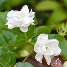 Image result for Jasminum schimperi