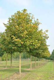 Acer Campestre Huibers Elegant Kleiner Bis Mittelgrosser Baum Anfanglich Schmal Pyramidenformig Spater Eiformig Der Astv Gartnerei Gartenpflanzen Alleebaum