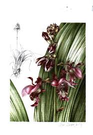 Image result for Eulophia horsfallii