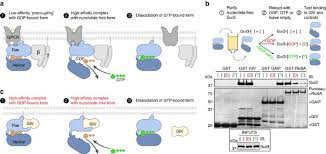 Are g proteins found only in animal cells. Molecular Mechanism Of Gai Activation By Non Gpcr Proteins With A Ga Binding And Activating Motif Nature Communications
