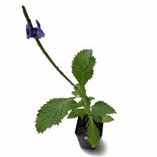 Image result for Stachytarpheta cayennensis