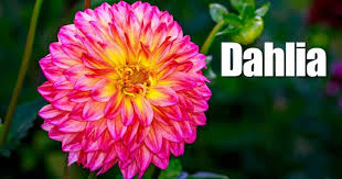Winter season flowers name in bengali. Digging Dividing And Winter Storage Of Dahlia Bulbs