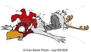 Image result for Image of a road kill