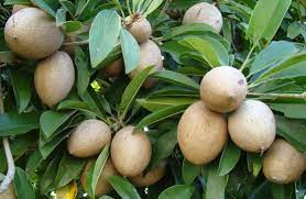 Originally called manikara zapota, it is an evergreen tree native to native to mexico and other tropical countries of south america. Growing Sapodilla In Containers Chikoo Backyards Agri Farming