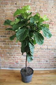 Image result for Ficus