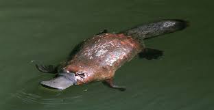 Image result for Platterpus