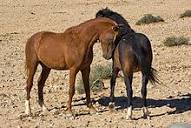 Namib Desert Horse - Wikipedia