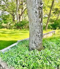 How To Grow Hosta In Florida - Youtube