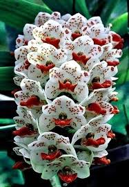 Along with hero and lozen, other fashionable and unique names from history that would work well on modern babies include alaric, cassia, cato, eluned, isolde, leonidas, meliora, and xerxes. Pin By Albamsinsa On Orhidee Wonderful Flowers Unusual Flowers Strange Flowers