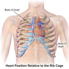 Is your heart under your third rib. File Blausen 0467 Heartlocation Png Wikimedia Commons