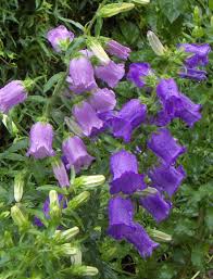 Bell Flowers Campanula Great Perennial That Can Be Purple White Pink Single Doubles Purple Bell Flowers Flowers Perennials Purple Plants
