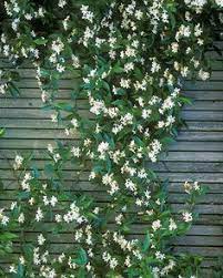 All you need to know about growing deliciously scented jasmines, in our detailed grow guide. Pin On 1 Pati Darrera Casa