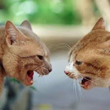 Morgen kannst du dann in der nachbarschaft fragen gehen und wenn die katze keinem gehört, zum ich kam eben von der arbeit und in unserem mehrfamilienhaus sitzt neben meiner haustür eine fremde katze und schläft. Wenn Die Nachbarskatzen Auf Kriegsfuss Stehen Tiere