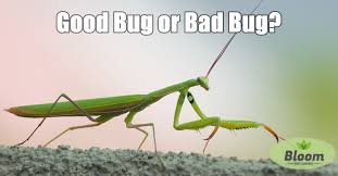 Little did we all know that praying mantises used those reverent arms to capture prey and become the 'preying' mantis. Praying Mantis Bloom Pest Control