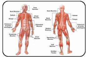 Human muscle system, the muscles of the human body that work the skeletal system, that are under voluntary control, and that are concerned with movement, posture, and balance. Muscular System Muscle Diagram Muscular System Labeled