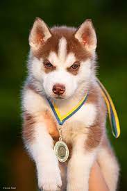 Charlie Red Husky Puppies Red Husky Siberian Husky Puppies