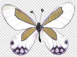460 x 345 jpeg 35 кб.центр підтримки підприємництва. Drawing And Colouring Butterfly Butterfly In Red Yellow Tones Amote Wallpaper