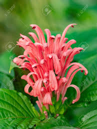 Online catalog of ornamental plants: Flamingo Flower Or Brazilian Plume Flower Justicia Carnea Macro Shallow Depth Of Field Stock Photo Picture And Royalty Free Image Image 141051071