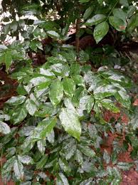 Image result for Millettia pinnata