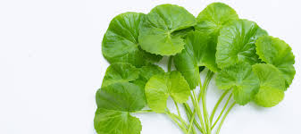 Image result for Centella asiatica