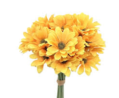 Image result for foto Gazánie