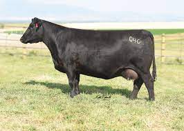 Cow Herd Van Dyke Angus Ranch