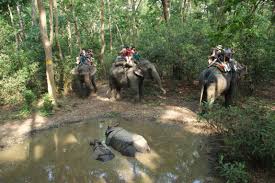 water, forest, adventure, pond, jungle, ride, national park,  nepal, rhino, trees, art, tourists, safari, elephants, pack animal,  eventing, trail riding, chitwan, animal sports 4592x3056 - - 691652 - Free  stock photos - PxHere