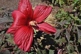Image result for Hibiscus mutatus