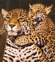 Callas Wagner On Twitter Cute Animals Animals Wild Animals