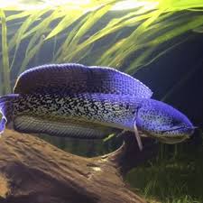 This the video of my. Seatrench Channa Barca Source