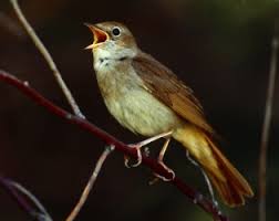 Der gesang der nachtigall (the song of the nightingale) / nationalpark unteres odertal der herrliche gesang einer nachtigall in guter audioqualität, einfach zum hinhören und wegträumen. Nachtigall Luscinia Megarhynchos