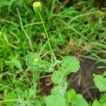 Image result for Emilia discifolia