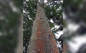 Image result for Copaifera