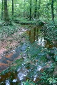 Image result for Isoetes alstonii