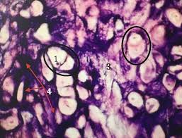 The ground substance is penetrated in all directions by. Elastic Cartilage 400x Diagram Quizlet