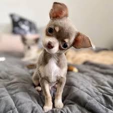 Chihuahua puppies for sale, chihuahua puppies are popular thanks to their tiny frames and lively attitudes. Chihuahua Puppies For Sale Near Me Teacup Chihuahua Puppies For Sale Near Me