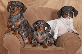 Browse and find dachshund puppies today, on the uk's leading dog only classifieds site. Mostly Mischief Miniature Dachshunds Nanaimo Bc 2021