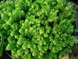 Image result for Selaginella mittenii