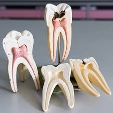 Maybe you would like to learn more about one of these? Root Canals Bradford Emergency Dentist Associates In Dental Health