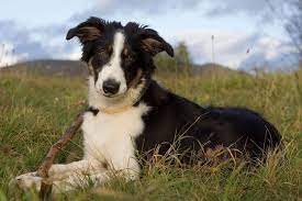 Ears Perked Up And A Happy Dof Border Collie Collie Border Collie Herding