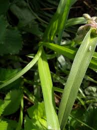 Image result for Meiosperma bracteatum