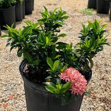 Image result for Ixora nana