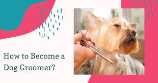 A combination approach also helps a novice groomer quickly acquire the skills they need to do the job. How To Become A Dog Groomer Groomers Land