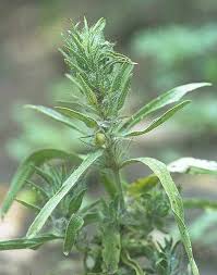 Image result for Pogonospermum ciliatum