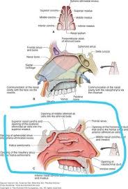 Responsible for sense of smell. 3d Printable Model Respiratory System Diagram Nasal Cavity