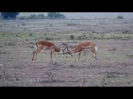Cok Dersler Alacagimiz Bir Video Youtube In 2020 Animals Horses Tri